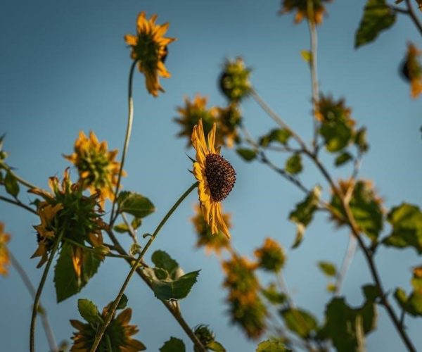 a court of wings and ruin pdf download free